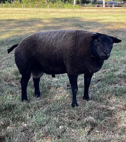 Twee blauwe stamboek texelaar ooien, Dieren en Toebehoren, Schapen, Geiten en Varkens, Schaap, Vrouwelijk, 0 tot 2 jaar