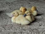 Jonge pulletjes/ muskus baby eendjes, Dieren en Toebehoren, Pluimvee, Meerdere dieren, Eend