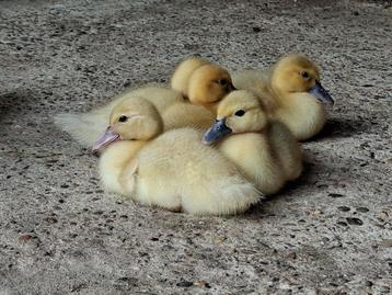 Jonge pulletjes/ muskus baby eendjes beschikbaar voor biedingen