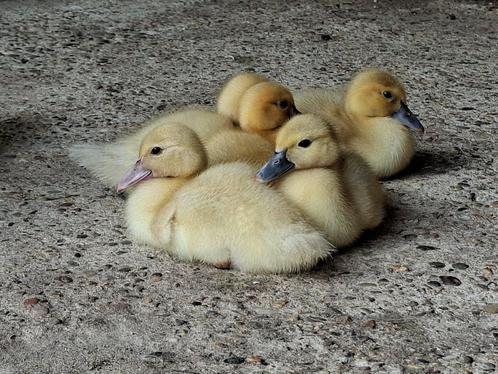 Jonge pulletjes/ muskus baby eendjes, Dieren en Toebehoren, Pluimvee, Eend, Meerdere dieren