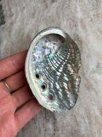 Abalone schelp, Ophalen of Verzenden