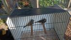 Witvleugel kernbijters, Dieren en Toebehoren, Vogels | Overige Vogels, Mannelijk, Tropenvogel, Geringd