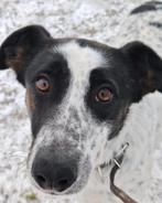 Mag ik jouw maatje zijn? Domino., Dieren en Toebehoren, Honden | Niet-rashonden, Particulier, Rabiës (hondsdolheid), Buitenland