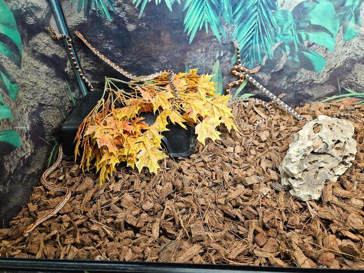 Pantherophis Guttatus Rattenslang Korenslang