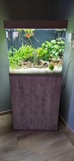 Compleet aquarium incl meubel en CO2 108 Liter, Ophalen, Zo goed als nieuw, Gevuld zoetwateraquarium