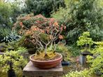Bonsai Groepsbeplanting quercus eiken, Tuin en Terras, Planten | Bomen, Ophalen of Verzenden