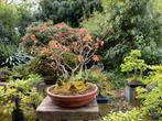 Bonsai Groepsbeplanting quercus eiken, Tuin en Terras, Ophalen of Verzenden