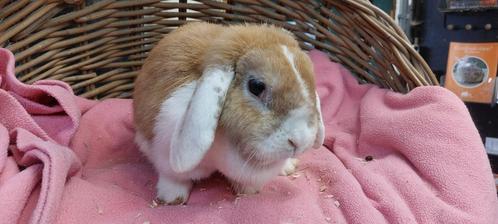 Voedster SNUFFIE uit de opvang zoekt een tehuis!, Dieren en Toebehoren, Konijnen, Vrouwelijk