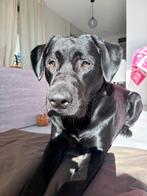Labarador, Dieren en Toebehoren, Honden | Retrievers, Spaniëls en Waterhonden, Reu, Rabiës (hondsdolheid), 1 tot 2 jaar, Labrador retriever