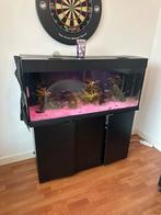 Aquarium 250 liter, Ophalen, Gebruikt, Gevuld zoetwateraquarium