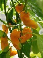 Madame Jeanette Peperzaadjes, Verzenden, Volle zon