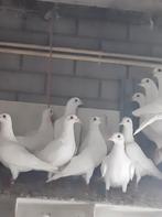 Witte postduiven, Dieren en Toebehoren, Meerdere dieren, Overige soorten