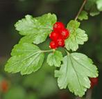 **ACTIE** Ribes alpinum, Alpenbes, eetbaar, Ophalen of Verzenden, Overige soorten, Struik, Minder dan 100 cm