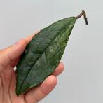 Hoya Undulata x Finlaysonii Kruising Stekje [1], Ophalen of Verzenden