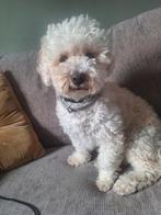 Toypoedel, Dieren en Toebehoren, Reu, Eén hond, 3 tot 5 jaar, Nederland