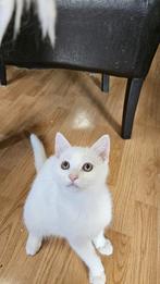 Kittens zoeken een nieuw warm huis, Dieren en Toebehoren, Katten en Kittens | Overige Katten