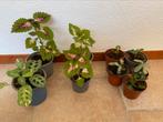 Diverse stekjes kamperplanten, Ophalen, Overige soorten, Minder dan 100 cm