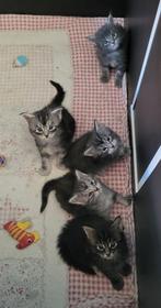 maine coon kitten's, Meerdere dieren, Gechipt, 0 tot 2 jaar