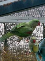 Grote alexanderparkiet pop kanssplit blauw., Dieren en Toebehoren, Vogels | Parkieten en Papegaaien, Vrouwelijk, Parkiet, Geringd