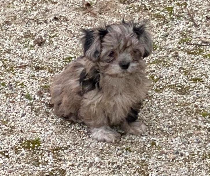 Nog 2 boomer pups beschikbaar teefjes, Dieren en Toebehoren, Honden | Chihuahua's en Gezelschapshonden, Meerdere dieren, Overige rassen