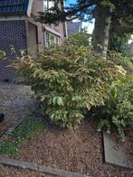 Dat is een glansmispel, specifiek de Photinia fraseri 'Red R, Tuin en Terras, Planten | Bomen, Ophalen, Halfschaduw, Overige soorten