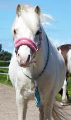 Neckrope Shetlander, Dieren en Toebehoren, Paarden en Pony's | Hoofdstellen en Tuigage, Ophalen of Verzenden, Nieuw, Overige soorten