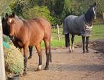 Gevraagd betrouwbaar dressuurpaard, normale prijsklasse, Dieren en Toebehoren, Merrie, Dressuurpaard