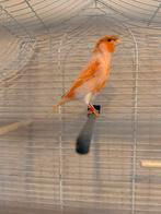 Kanarie man met kuif rood mozaïek (met kooi), Dieren en Toebehoren, Vogels | Kanaries, Mannelijk, Zangkanarie