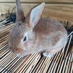Vaal van Bourgondië x albino, Meerdere dieren, Groot, 0 tot 2 jaar