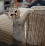 2 Prachtige Britse Korthaar poesjes, Blue Golden Shaded, Dieren en Toebehoren, Katten en Kittens | Raskatten | Korthaar, Meerdere dieren