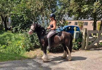 ZEER KNAPPE KINDERPONY!!! beschikbaar voor biedingen
