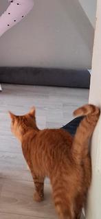 Leuke boerderij gezocht voor lieve kat (gecastreerd), Dieren en Toebehoren, Katten en Kittens | Overige Katten, Kater, Kortharig