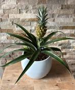 Ananas bromelia in pot, Huis en Inrichting, Kamerplanten, Overige soorten, In pot, Minder dan 100 cm, Bloeiende kamerplant