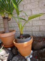 558 strelitzia met nieuw komend blad, Tuin en Terras, Planten | Tuinplanten, Volle zon, Vaste plant, Zomer, Ophalen