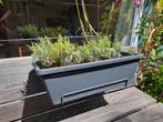 Lavendelplantjes in hangbak, Volle zon, Vaste plant, Zomer, Ophalen