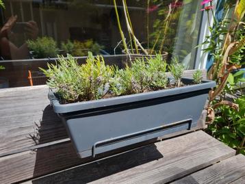 Lavendelplantjes in hangbak beschikbaar voor biedingen