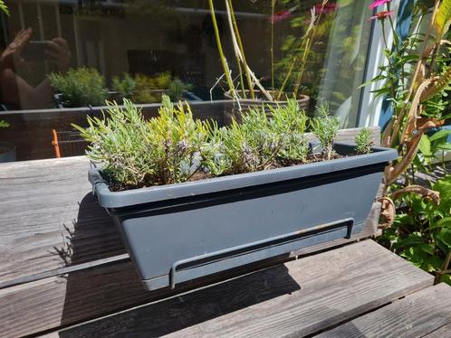 Lavendelplantjes in hangbak, Tuin en Terras, Planten | Tuinplanten, Vaste plant, Overige soorten, Volle zon, Zomer, Ophalen