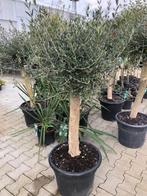 OLIJFBOMEN, Olea Europaea op stam voor € 139,50, Ophalen, Zomer, Overige soorten, Halfschaduw
