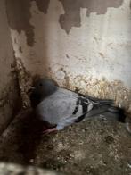 Meerdere blauwe duiven, Dieren en Toebehoren, Meerdere dieren