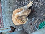 Konijn hangoor mannelijk, Dieren en Toebehoren, Konijnen, Mannelijk, Groot, Hangoor, 0 tot 2 jaar