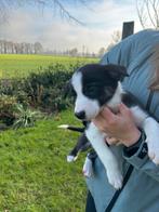 Mooie Bordercolliepups te koop, Reu, CDV (hondenziekte), 8 tot 15 weken, Collie