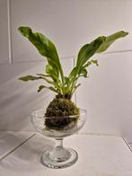 Nestvaren mosbal in glas, Groene kamerplant, Ophalen of Verzenden, Overige soorten, Minder dan 100 cm