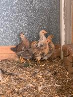 Kuikens 4,5 week oud groenleggers, Dieren en Toebehoren, Pluimvee, Geslacht onbekend, Kip