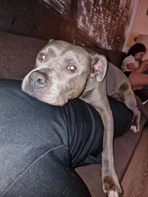 Oppas gezocht!, Dieren en Toebehoren, Honden | Bulldogs, Pinschers en Molossers, Teef, Overige rassen, Particulier, Eén hond, Nederland