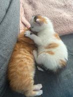 Kitten
