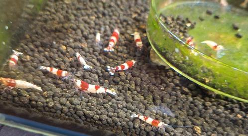 Crystal Red, prachtige kleuren. Tijdelijke € 2,21 p.s., Dieren en Toebehoren, Vissen | Aquariumvissen, Kreeft, Krab of Garnaal