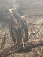 Harris X Roodstaart, Dieren en Toebehoren, Vogels | Overige Vogels, Geslacht onbekend, Roofvogel
