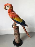 Mooie grote opgezette geelvleugel ara Taxidermy, Verzamelen, Dierenverzamelingen, Ophalen, Zo goed als nieuw, Vogel, Opgezet dier