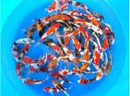 Japankoi, Nisai en Tosai (een en twee jarig) extra voordeel!, Karper of Koi