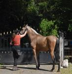 Toekomstige dekhengst pre papieren, Dieren en Toebehoren, Paarden, Dressuurpaard, 0 tot 2 jaar, Hengst, 160 tot 165 cm
